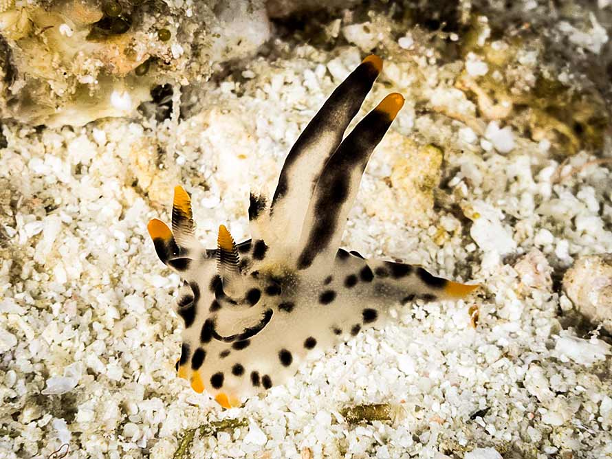 Thecacera Picta Thecacera Picta
